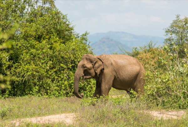 Udawalawe