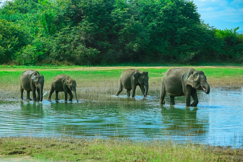 Udawalawe